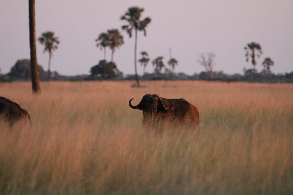 Hotel The Hide Safari Camp Dete Exterior foto